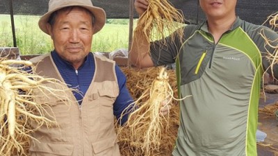 놓치면 후회! 풍기수삼 득템 후기 & 활용법🍯